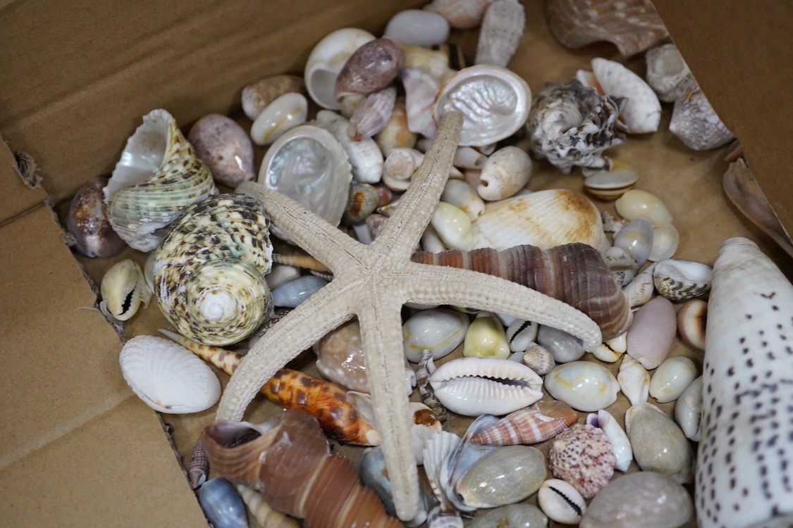 A selection of seashells and other marine invertebrates